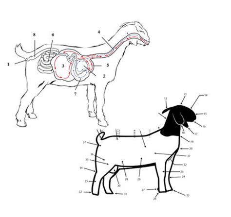 Image result for Goat Digestive System