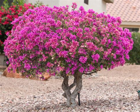 Bougainvillea_Collection.jpg?v=1744915402