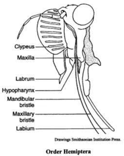 Structure and modifications of insect mouth parts