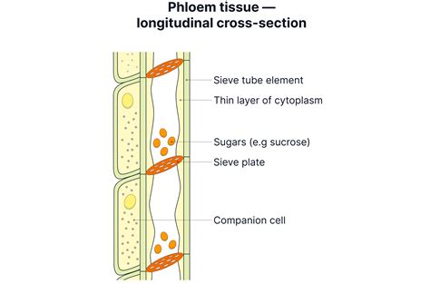 The phloem structure - AQA A-Level Biology