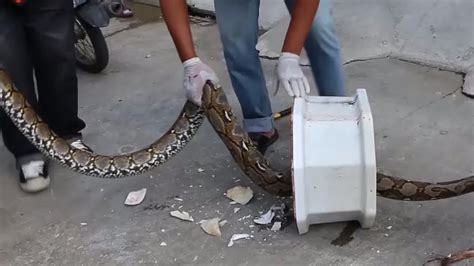 Image result for Python Hunters Bitten