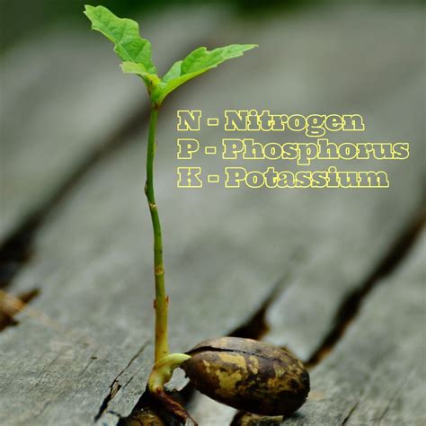 Pro-Soil | Why Are Nitrogen, Phosphorus and Potassium Important to Soil?
