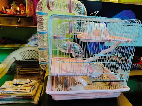Cage/Playhouse for Dwarf Hamster/Gerbil/Mice Spacious with Multiple ...