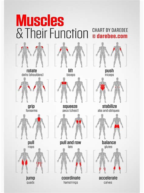 Image result for Functions of Muscles