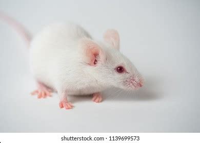 Image result for Mouse Genetics