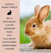 Image result for Adorable Bunny Names