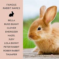 Image result for Black Bunny Names