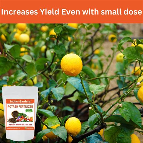 Organic Potash - 0.5 Kg – Indian Gardens