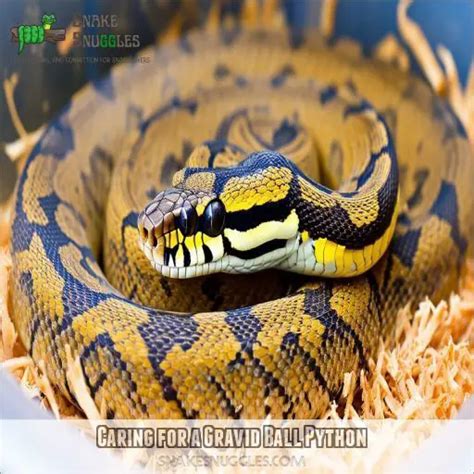 Ball Python Pregnancy 的图像结果