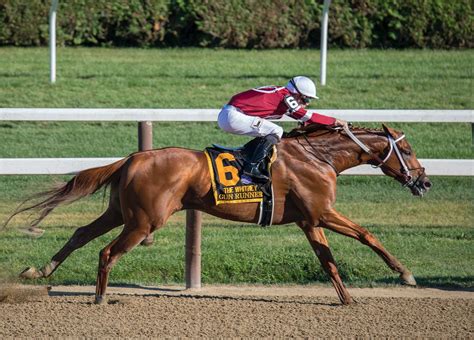 The Most Expensive Horses Ever Sold | Eventing Guide