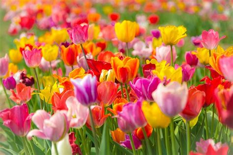 Image result for Spring Flower Nail Tutorials