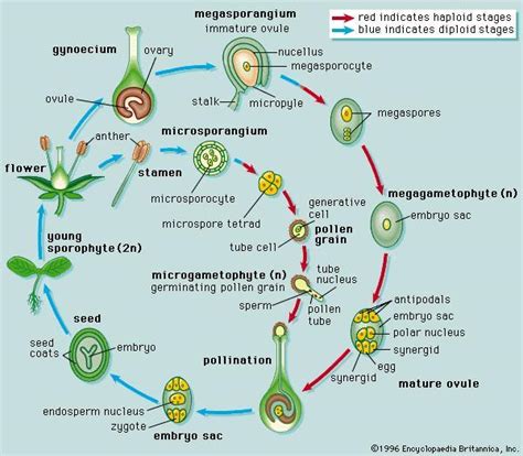 What does the gametophyte of an angiosperm look like? - Brainly.in