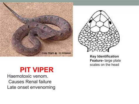 SNAKE BITE MANAGEMENT | PPTX