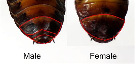 How To Identify Male And Female Cockroach at Marylynn Boucher blog