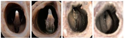 Anatomy and Pathology of the Texel Sheep Larynx