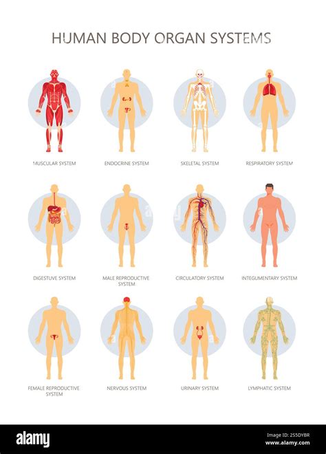 Biology About Human Body 的图像结果