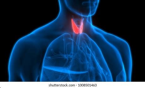 Neck Design Cutting 的图像结果