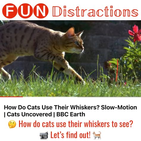 Fun Distraction: Cat’s Whiskers | Library