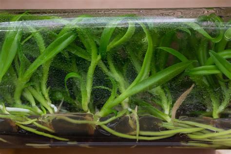 Image result for Vegetative Reproduction Picture