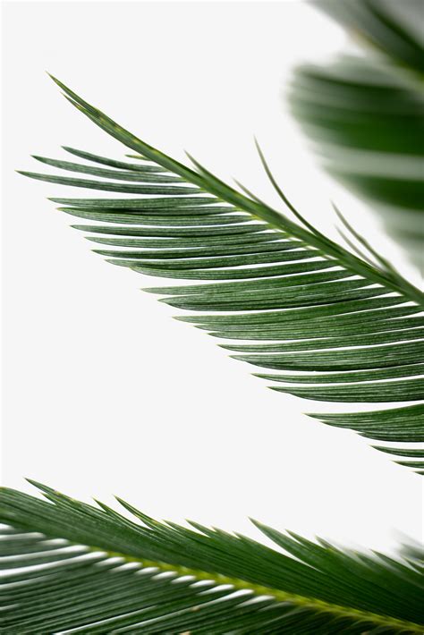 King Sago Palm Tree For Sale Online | The Tree Center