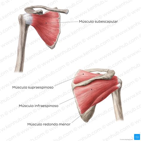 Músculos del manguito rotador: Anatomía y funciones | Kenhub