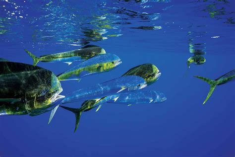 Download Schoolof Mahi Mahi Swimming Wallpaper | Wallpapers.com