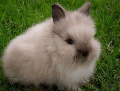 Image result for Baby Lionhead Bunnies Rabbit