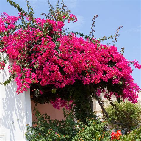 Bougainvillea Climbing Vine
