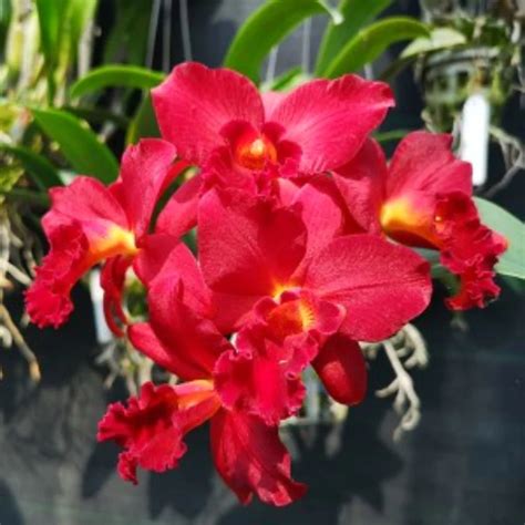Cattleya Orchid Plant Mini Doris Red Dragon Seedling