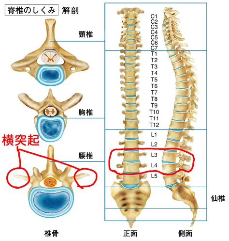 腰椎4—5节清晰图片,腰间盘345节位置图,腰椎12345节的位置图_大山谷图库