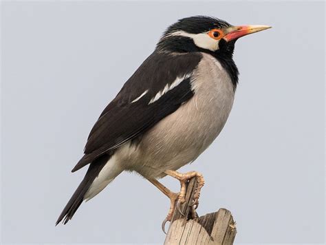 Indian Pied Starling (Pied Myna) - eBird