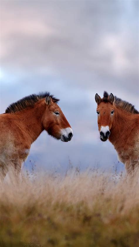Bing Wallpaper Horses 的图像结果