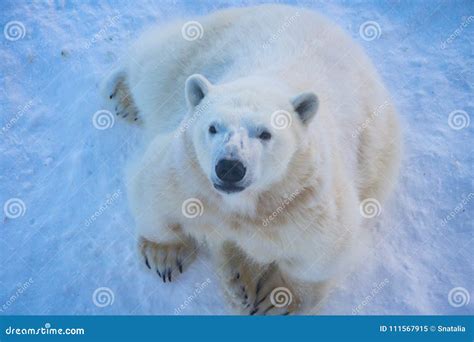 Polar Bear Ranua Zoo 的图像结果