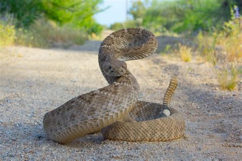 Western diamondback rattlesnake – Artofit
