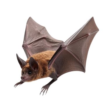 Image result for Bat Python Turtle