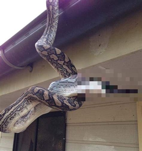 Python Snake Swallow 的图像结果