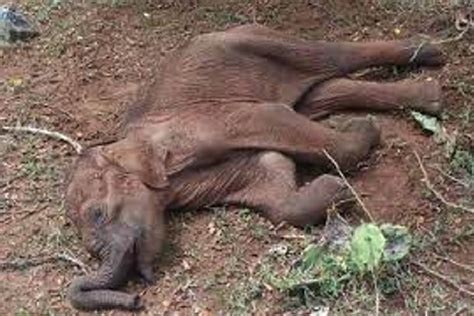 Carcass of elephant calf retrieved from Kodayar in Kumari district