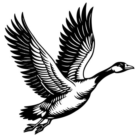 Canada goose flying clip art 50118745 Vector Art at Vecteezy