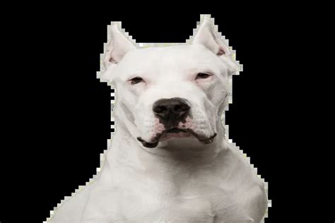 Court orders Rs 2 lakh compensation for dog-bite victim