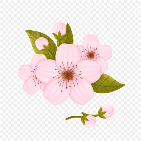 Cherry Blossom Illustration White Transparent, Hand Drawn Cute Cherry ...