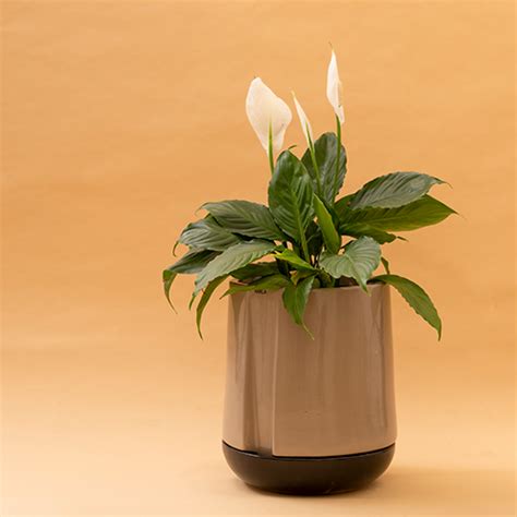 Modern Elegance Meets Functionality: Stylish Self-Watering Pots | Harla ...
