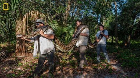 Image result for Largest Python Found in Florida