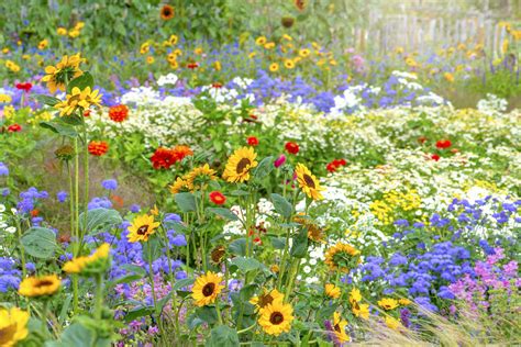 Beautiful Colorful Gardens 16 Types Of Wildflowers To Plant In Your