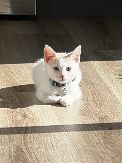 Curious as to what my 8 week old kitten is : r/turkishvan