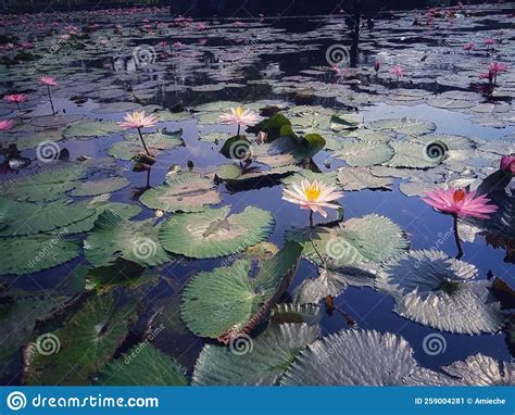 Lotus Flowers in the Pond with Two Colours Stock Image - Image of pond ...