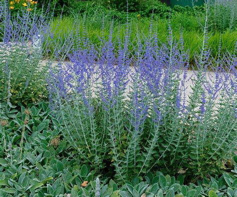 Expert tips for when to cut back Russian sage annually | Homes and Gardens