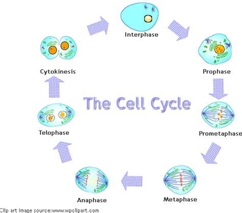 Image result for Crash Course Cell Cycle