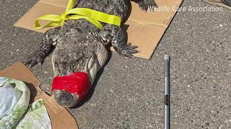 What Part Of South Carolina Has Alligators at Rita Eustice blog