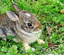 Image result for Newborn Baby Cottontail Rabbit