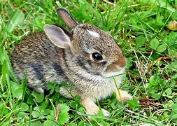 Image result for Baby Mountain Cottontail